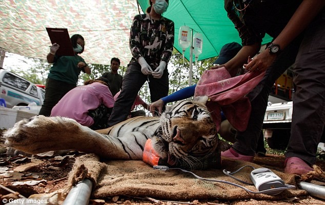 Video: 40 xác hổ đông lạnh trong ngôi đền thờ hổ nổi tiếng ảnh 12