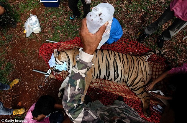 Video: 40 xác hổ đông lạnh trong ngôi đền thờ hổ nổi tiếng ảnh 16