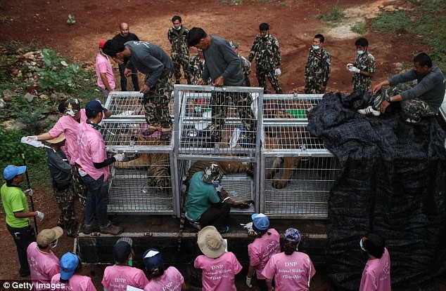 Video: 40 xác hổ đông lạnh trong ngôi đền thờ hổ nổi tiếng ảnh 6