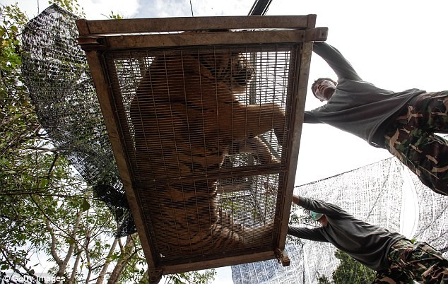 Video: 40 xác hổ đông lạnh trong ngôi đền thờ hổ nổi tiếng ảnh 7