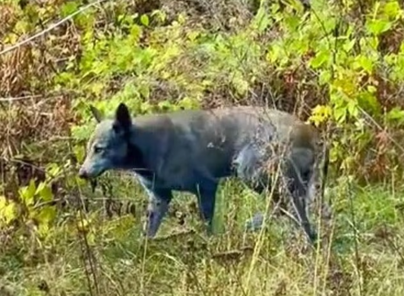 Bí ẩn về những chú chó lông xanh ở Chernobyl đã được giải mã 2.png