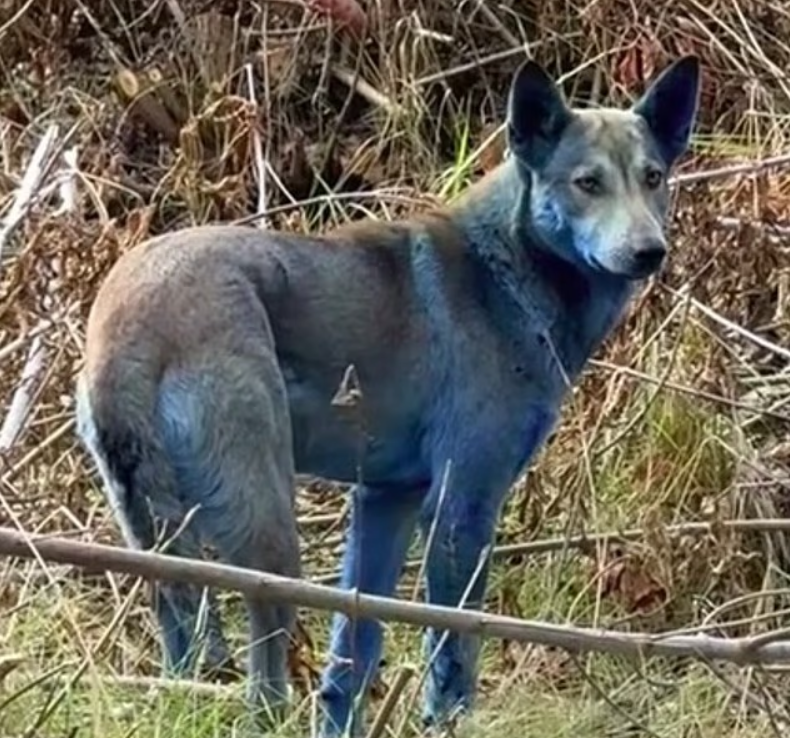 Bí ẩn về những chú chó lông xanh ở Chernobyl đã được giải mã 3.png