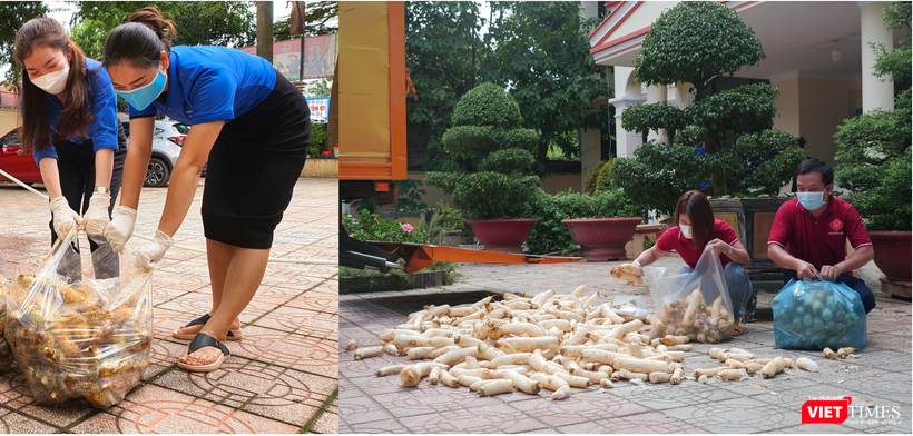 Hàng trăm củ cải mới hái đã được rửa sạch đất và phơi cho ráo để chuyển đến cho người dân TP Hồ Chí Minh. Hàng trăm củ cải mới hái đã được rửa sạch đất và phơi cho ráo để chuyển đến cho người dân TP Hồ Chí Minh.