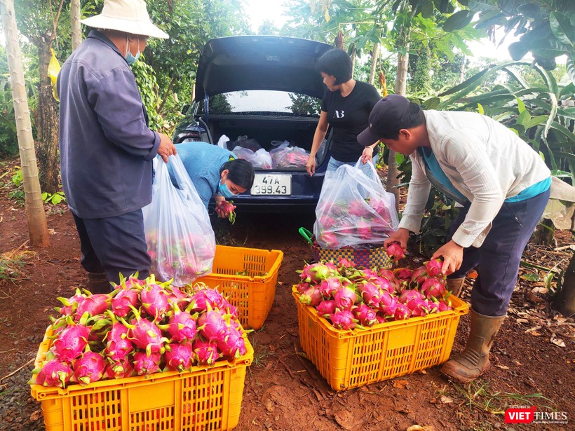 Thanh long tươi được hái và nhận tại vườn Thanh long tươi được hái và nhận tại vườn