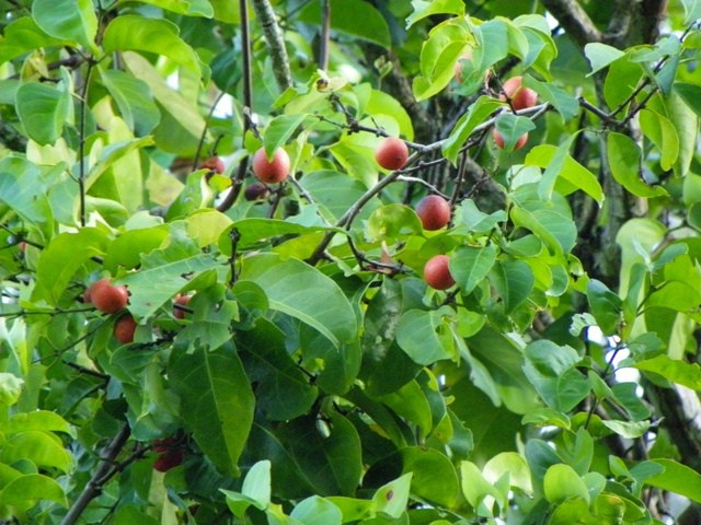 Cây chóc máu Cây chóc máu