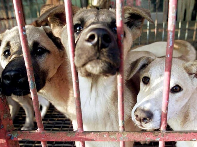 Chó là vật nuôi thường thấy trong mỗi gia đình. Ảnh: Internet Chó là vật nuôi thường thấy trong mỗi gia đình. Ảnh: Internet