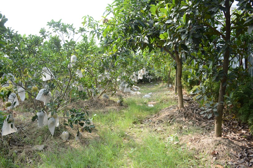 Vườn cây của ông Nguyễn Văn Hùng ở khu phố Trung Hòa đầu tư cả tỷ đồng từ nhiều năm nay sẽ cho thu hoạch đợt đầu vào dịp Tết này nhưng sẽ có nguy cơ bị thiệt hại nặng nề nếu phải cưỡng chế để thực hiện dự án. Vườn cây của ông Nguyễn Văn Hùng ở khu phố Trung Hòa đầu tư cả tỷ đồng từ nhiều năm nay sẽ cho thu hoạch đợt đầu vào dịp Tết này nhưng sẽ có nguy cơ bị thiệt hại nặng nề nếu phải cưỡng chế để thực hiện dự án.