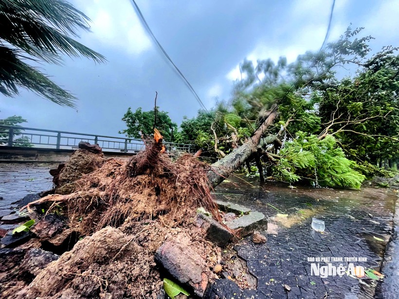 Cây xanh trên đường ven sông Lam, phường Trường Vinh bị bật gốc. Ảnh: Báo Nghệ An.
