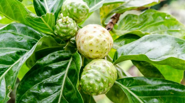 Những lợi ích 'thần kỳ” của hành tây và lưu ý khi dùng ảnh 3 Công dụng tuyệt vời của quả nhàu