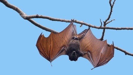 Dịch bệnh từ động vật lây sang người khẳng định chất lượng môi trường đang xuống cấp trầm trọng