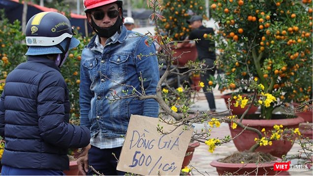 Chợ hoa Tết Đà Nẵng bán đồng giá mai xuân 500 nghìn đồng/chậu vẫn ế khách.