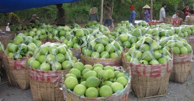 Vào mùa thu hoạch rộ là trái cây ở ĐBSCL liên tục rớt giá
