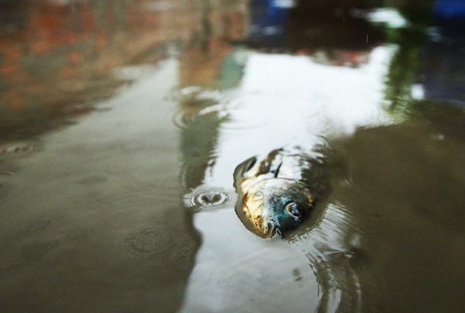 Xác của một con cá trơ trọi giữa đống bùn đất còn sót lại sau khi nước rút