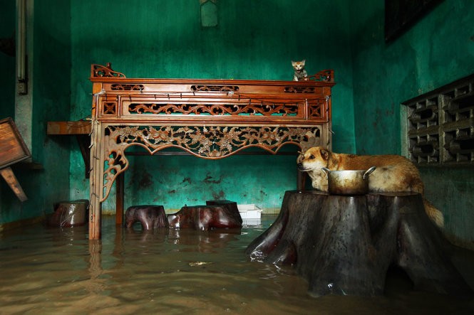 Chị Lý Thị Thảo cho biết sau khi nước lũ dâng cao, chị cùng gia đình chạy vội, chú chó Ky bị mắc kẹt trôi nổi theo dòng lũ rất may đã bám vào được một thanh gỗ và sống sót.