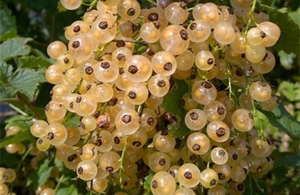 “Nho chuỗi ngọc” khiến dân Hà thành phát sốt: Thực chất là...cây dại!