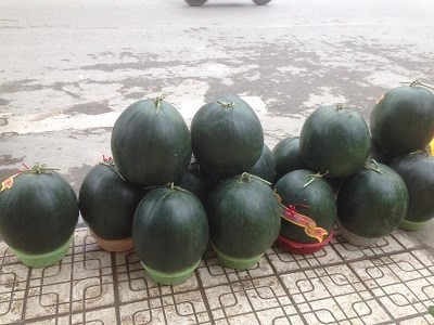 Dưa khổng lồ đổ bộ về Hà Nội ngày cận Tết ảnh 3 Dưa khổng lồ đổ bộ về Hà Nội ngày cận Tết ảnh 3