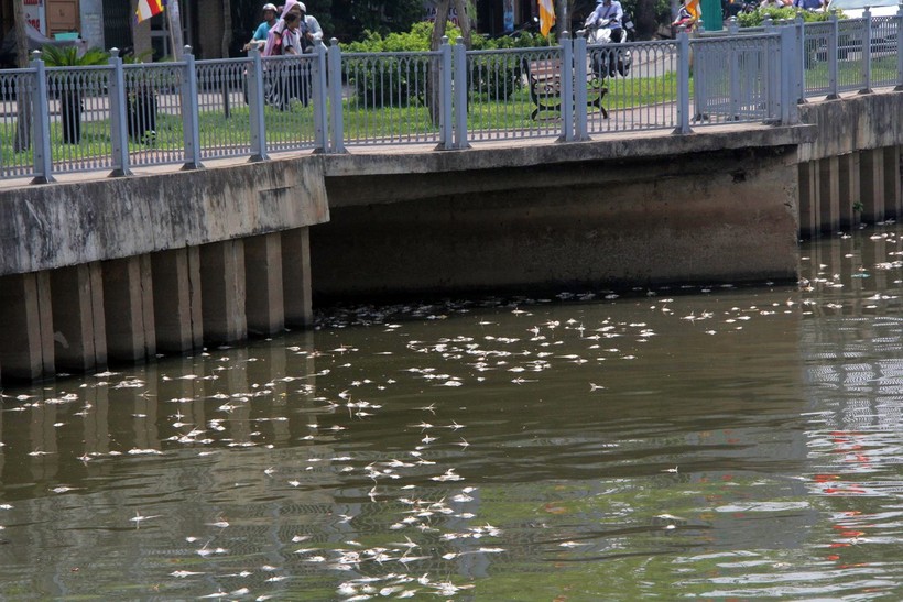 Một người dân nói ông thấy đau lòng khi nhìn cảnh cá nằm phơi bụng trắng mặt kênh- Ảnh: Q.Khải