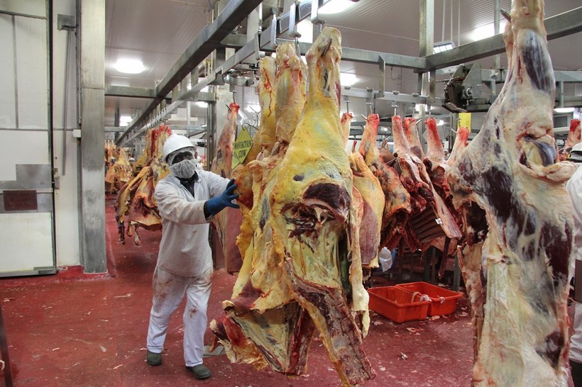 Sau khi bị sốc điện và bất tỉnh, bò được treo lên móc. Vài giây sau đó, người ta dùng thiết bị chuyên dụng cắt vào động mạch của nó để “tháo máu”. Vì con vật đã bất tỉnh nên nó không hề cảm nhận được đau đớn trong quá trình này. Ảnh:Jesspryles.com