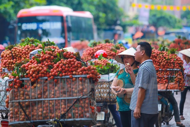Nghi vấn gây tắc nghẽn thủ phủ vải Bắc Giang để ép giá thu mua ảnh 6