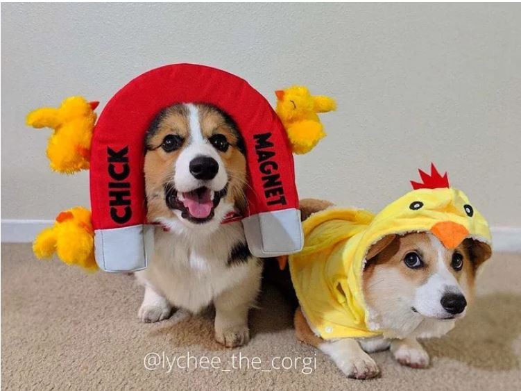 Ảnh: https://www.instagram.com/lychee_the_corgi/