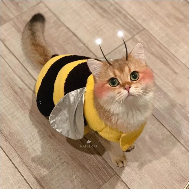 Ảnh: https://www.instagram.com/maple.cat/