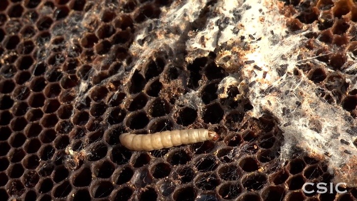 Ảnh: BrightSide Ảnh: BrightSide