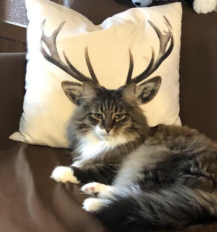 Ảnh: BrightSide Ảnh: BrightSide